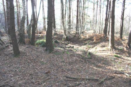 Broadwater Warren